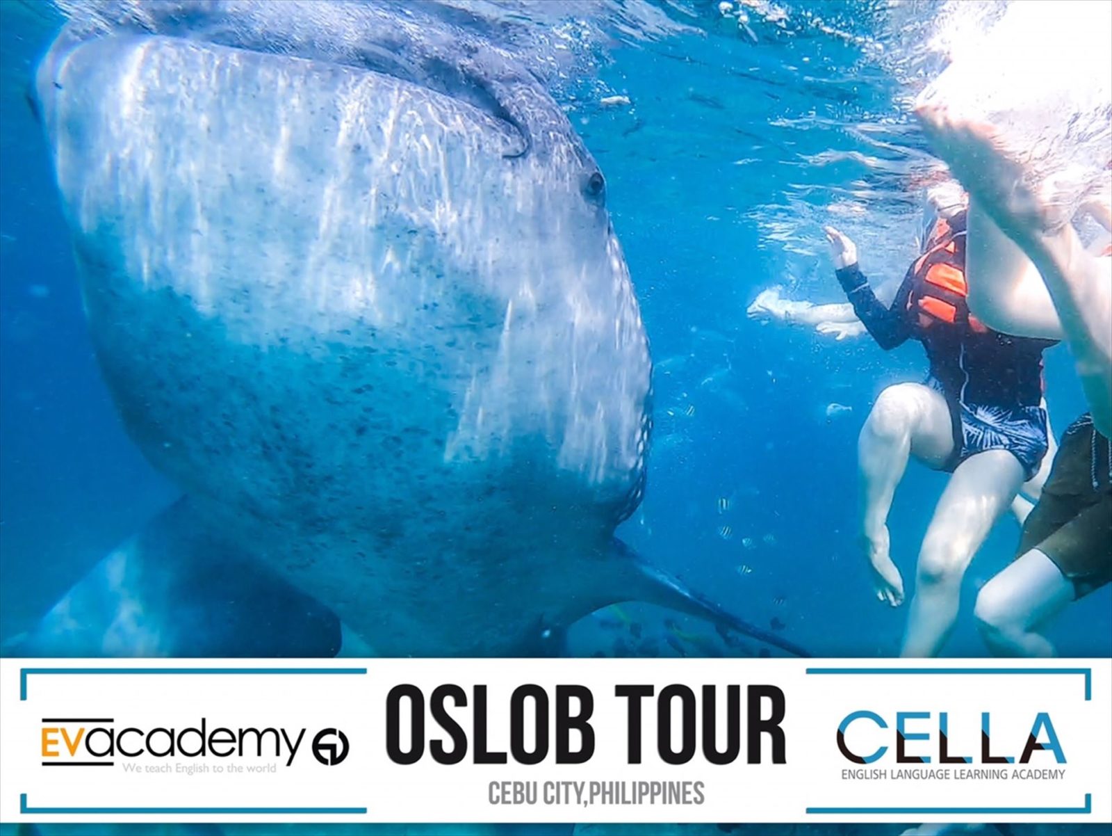 ジンベイザメと泳げるオスロブへスクールアクティビティ
