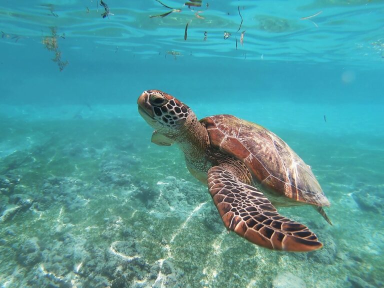 セブ島南西部にあるダイビングで有名なモアルボアルではウミガメを見ることができ、休日利用で訪れることができる