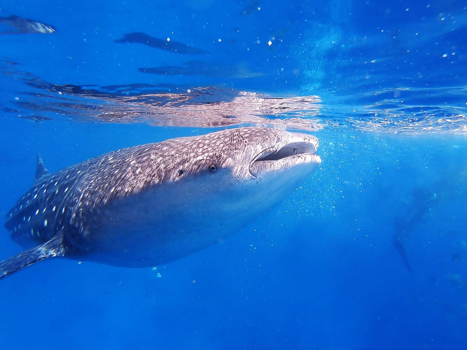 ジンベイザメと泳げるオスロブは休日にセブ市から訪れる学生も多い